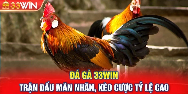 Đá gà 33WIN được hàng triệu người chơi chào đón mỗi ngày Đá gà 33WIN được hàng triệu người chơi chào đón mỗi ngày