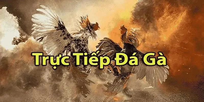 Thông tin hữu ích về đá gà trực tiếp cho tân thủ nắm rõ Thông tin hữu ích về đá gà trực tiếp cho tân thủ nắm rõ