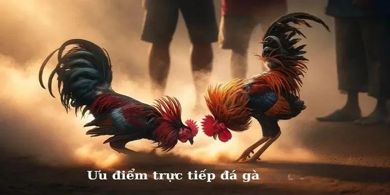 Đá gà trực tiếp tại 33WIN gây sốt với nhiều ưu điểm đem lại Đá gà trực tiếp tại 33WIN gây sốt với nhiều ưu điểm đem lại