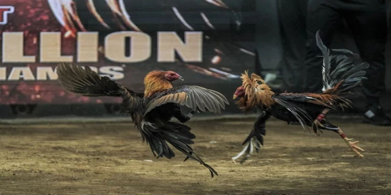 Những điều cần biết về hình thức đá gà Philippines Những điều cần biết về hình thức đá gà Philippines