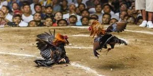 Sân Chơi Dành Riêng Cho Các Chiến Kê Đẳng Cấp