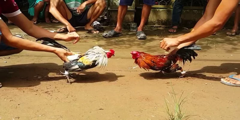 Đá gà đòn