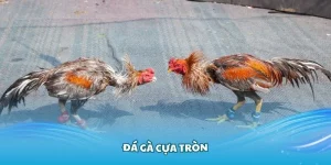 Tìm hiểu các thông tin cơ bản về hình thức đá cựa tròn