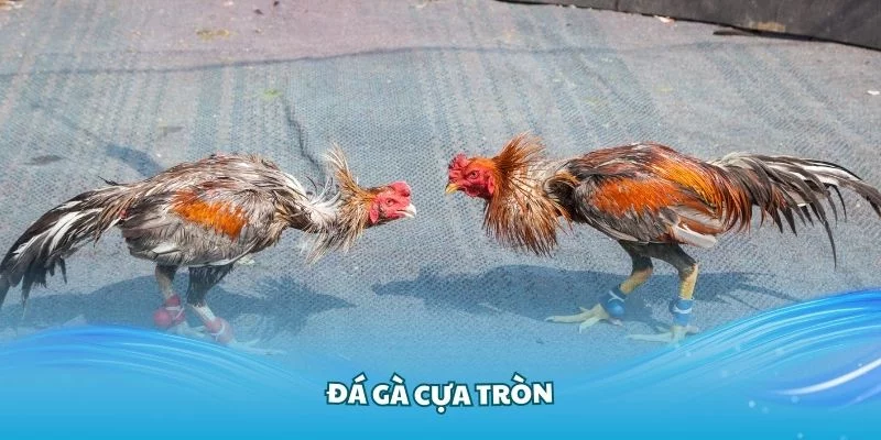 Tìm hiểu các thông tin cơ bản về hình thức đá cựa tròn