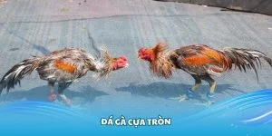 Tìm hiểu các thông tin cơ bản về hình thức đá cựa tròn